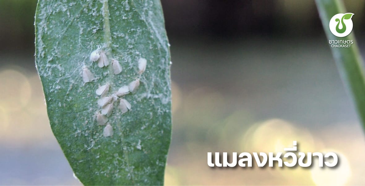 แมลงหวี่ขาวยาสูบ